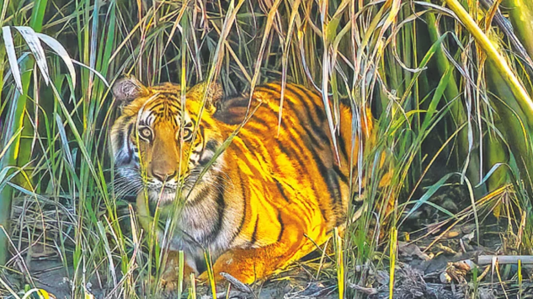 পাটগ্রাম সীমান্তে বাঘ আতঙ্ক