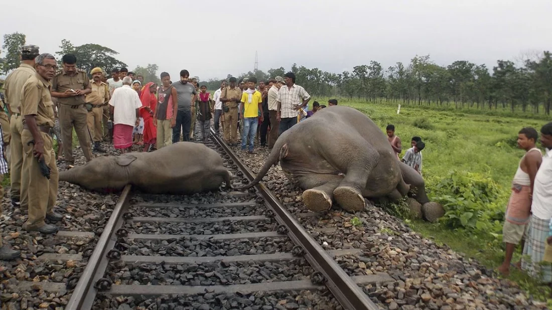 ভারতে ট্রেনের ধাক্কায় ৭ হাতির মৃত্যু, পাঁচটি বগি লাইনচ্যুত