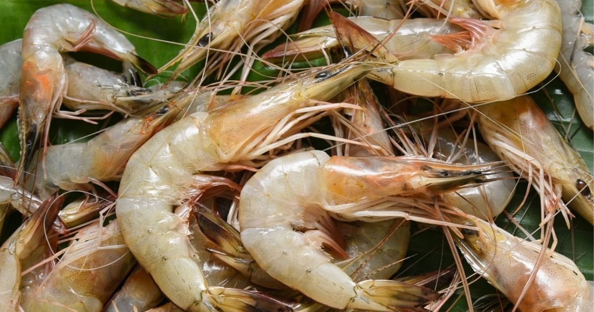 ভারত থেকে ৪২ কোটি ভেনামি চিংড়ির রেণু আমদানির অনুমতি