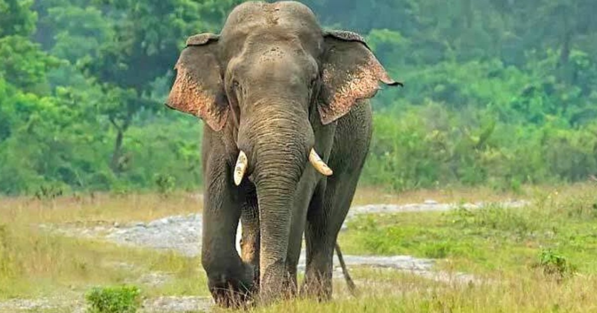 বন্যহাতির আক্রমণে বন বিট কর্মকর্তা আহত