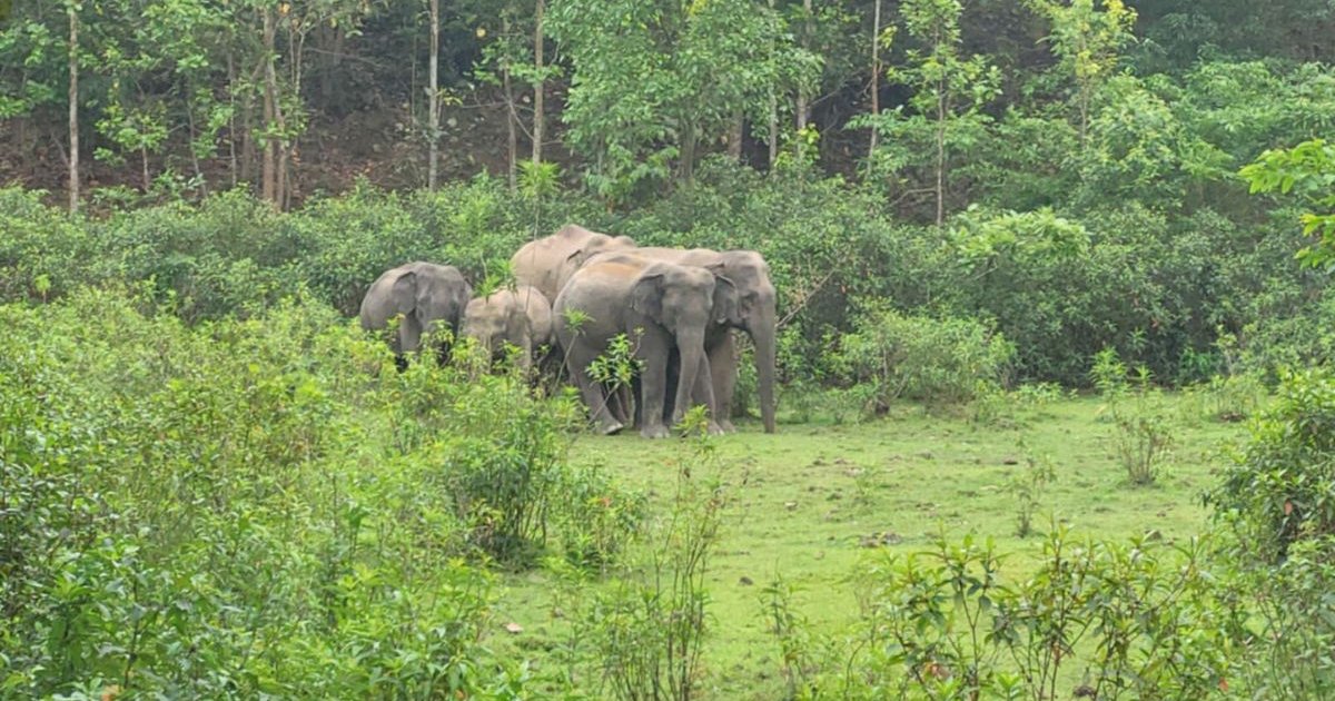 কাপ্তাইয়ে বন্যহাতির আক্রমণে নারী নিহত
