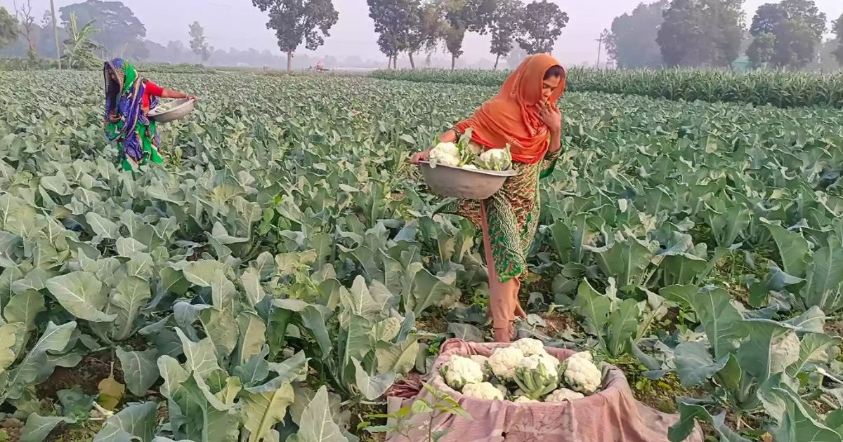 প্রতি পিছ ফুলকপি ২-৩ টাকা, লোকসানের মুখে চাষিরা