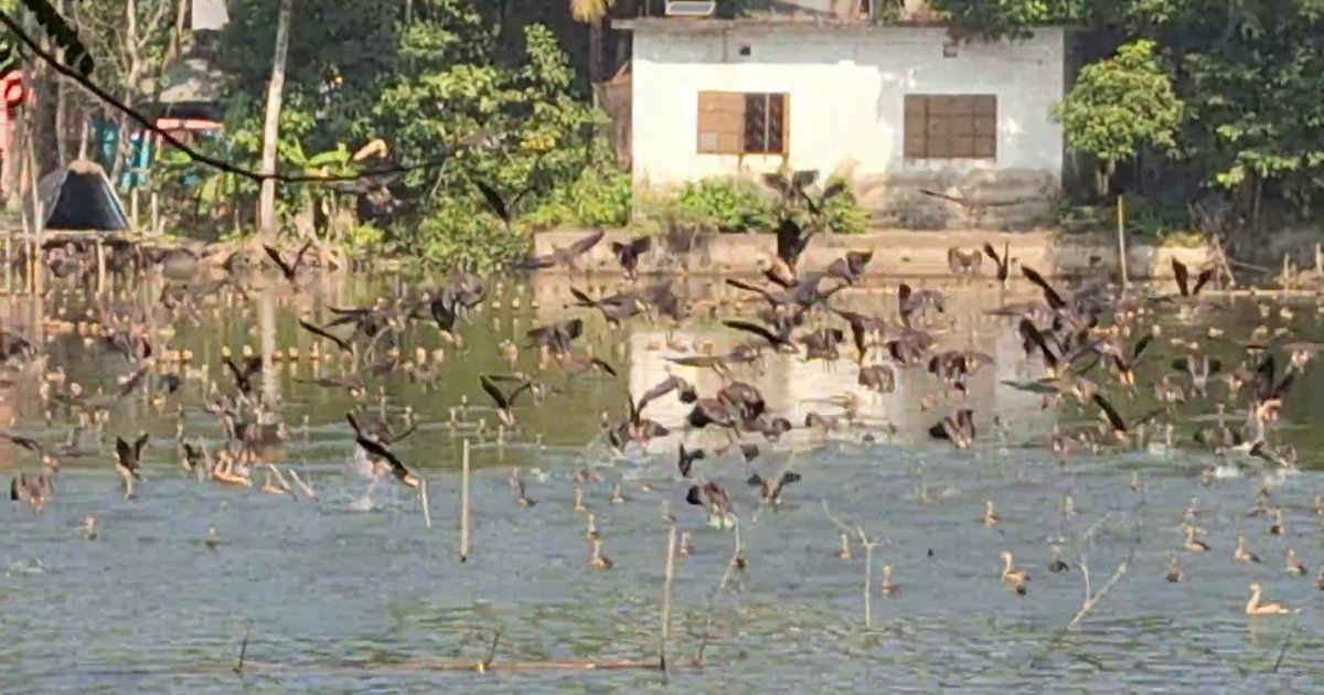 অতিথি পাখিদের বিচরণে মুখরিত লক্ষ্মীপুরের জনেশ্বর দিঘি