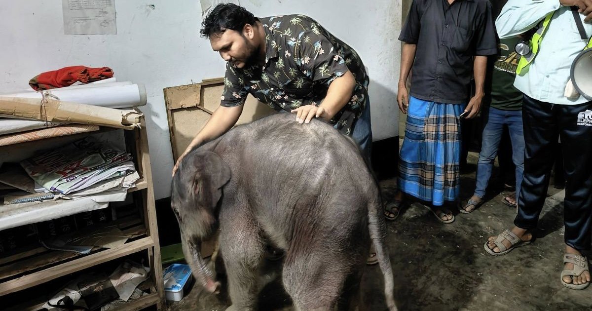 ভূমিষ্ট হওয়ার সময় মাকে হারিয়ে অসহায় হাতির শাবক