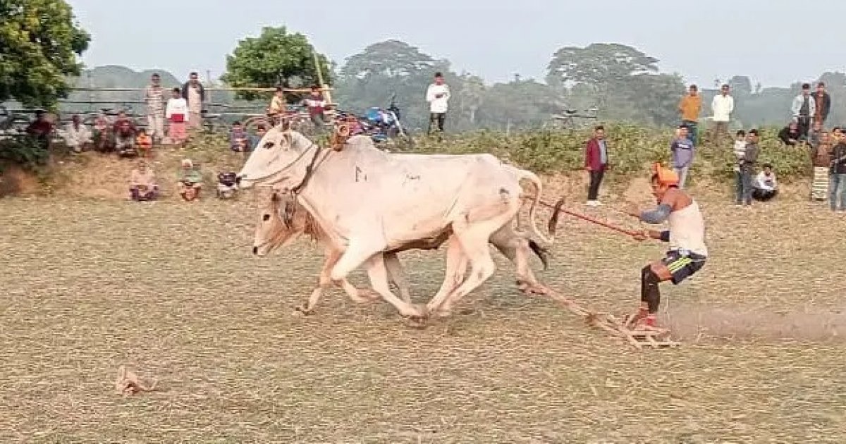 কিশোরগঞ্জে অনুষ্ঠিত হলো গরুর হালদৌড় প্রতিযোগিতা