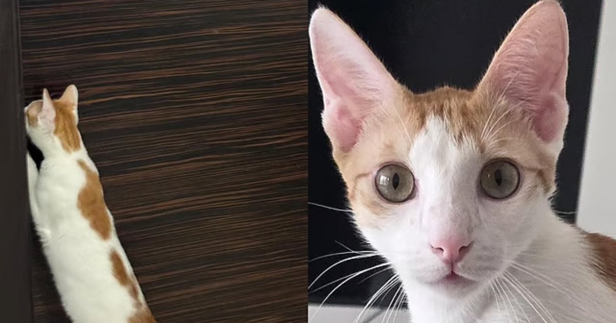 নিখোঁজ ল্যান্ডোর সন্ধানে লাখ টাকার পুরস্কার ঘোষণা 