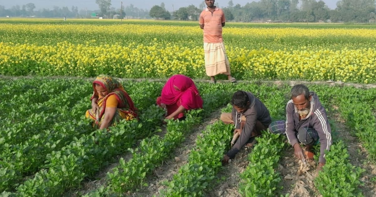 চরের পলি মাটিতে সোনালি স্বপ্ন