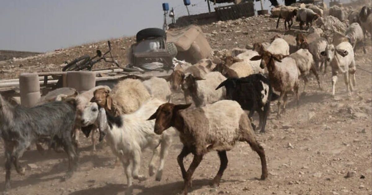 সিরিয়া থেকে ২৫০টি ছাগল চুরি করলো ইসরায়েলি সেনারা