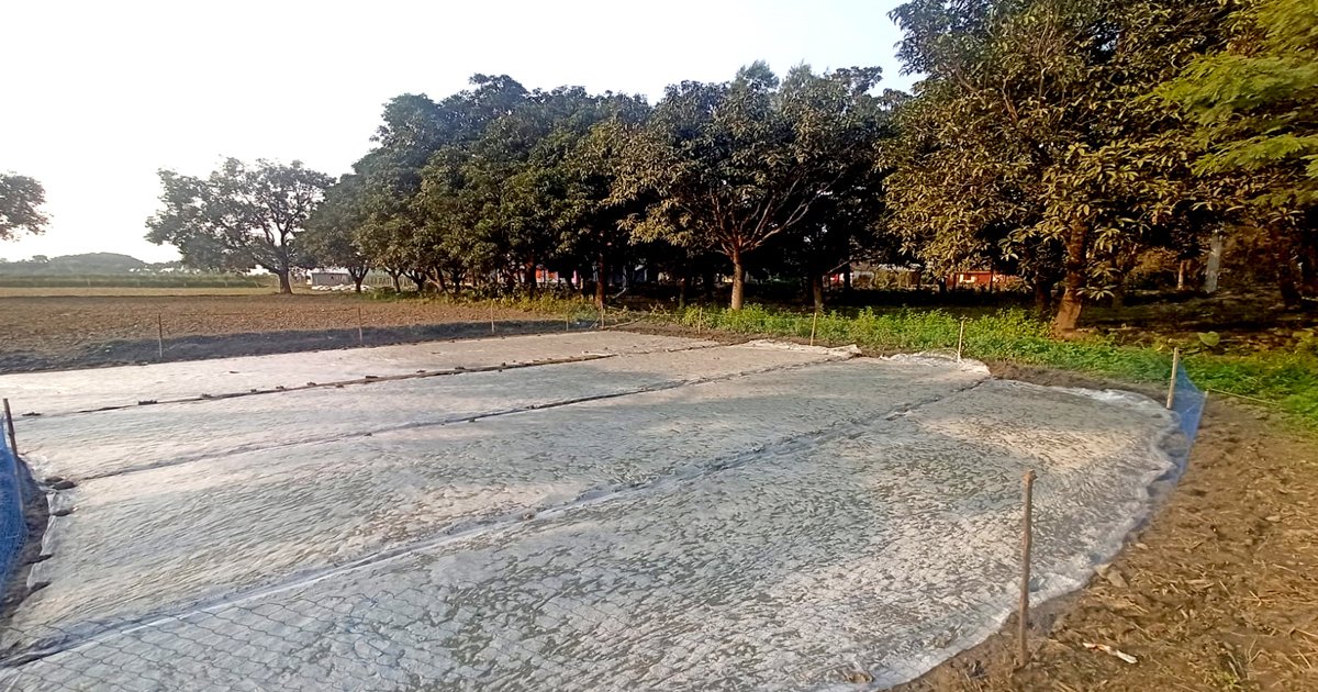 ঘন কুয়াশা থেকে ফসল বাঁচাতে ‘পলিথিন থেরাপি’