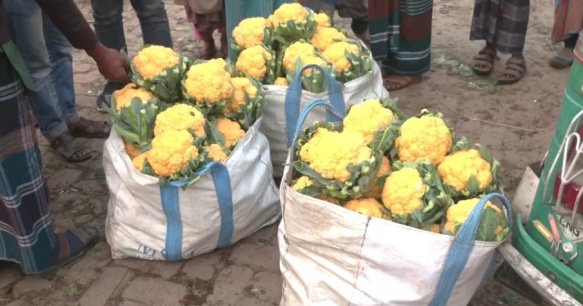 মহাস্থান হাটে বিক্রি হচ্ছে হলুদ ফুলকপি