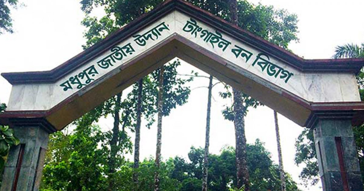 বর্ষার চারা লাগানো হলো শীতে, পরিণতি একে একে মৃত্যু