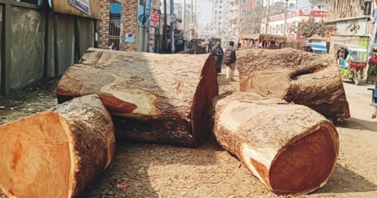 কুমিল্লায় রাতের আঁধারে কাটা হলো শতবর্ষী সাত গাছ, এলাকাবাসীর ক্ষোভ