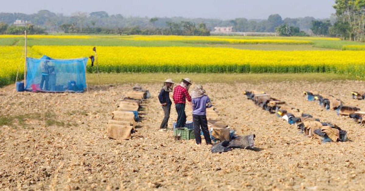 হলুদ মাঠে মধুর খোঁজে চাষিরা