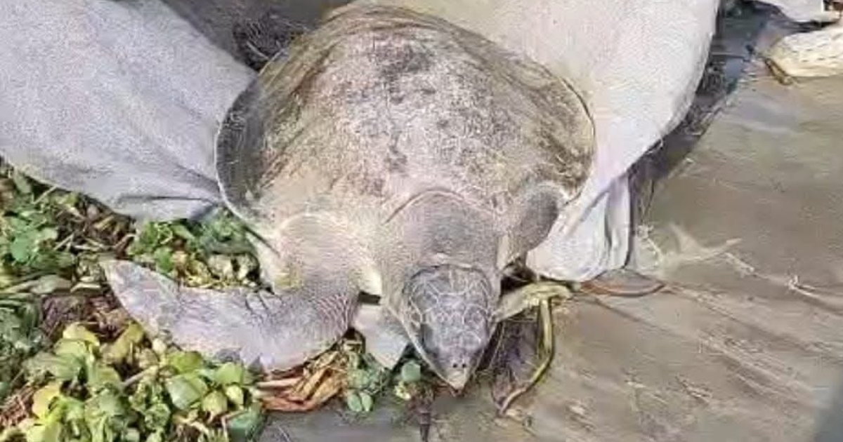 মেঘনায় জেলের জালে ধরা পড়লো ৪০ কেজি ওজনের কচ্ছপ