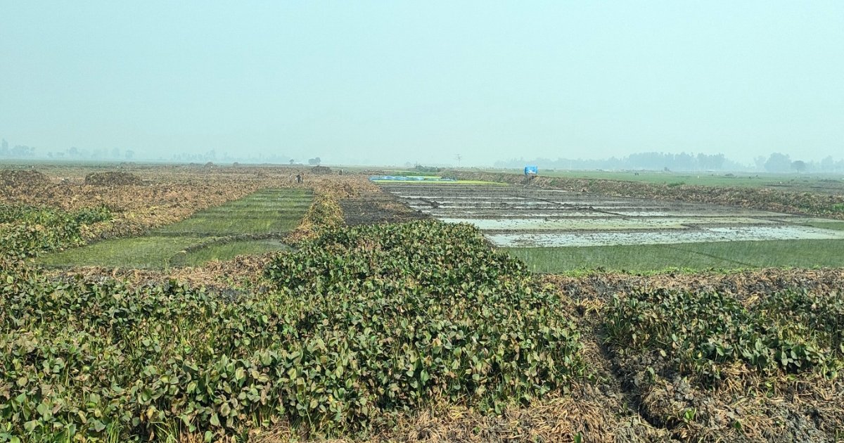 নওগাঁয় ২৩ গ্রামের ‘দুঃখ’ রক্তদহ বিল, আশার কথা শোনালো বিএমডিএ