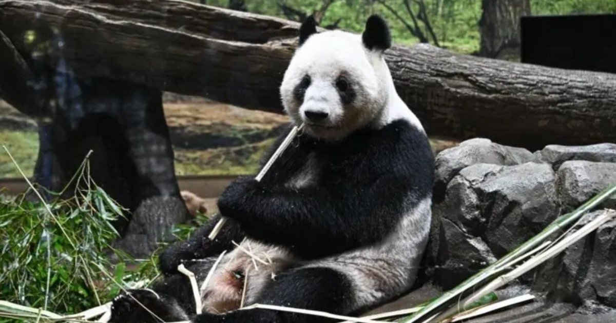 বেইজিং-টোকিওর মধ্যে সম্পর্ক তলানিতে, শেষ পান্ডাজোড়া ফেরত নিচ্ছে চীন