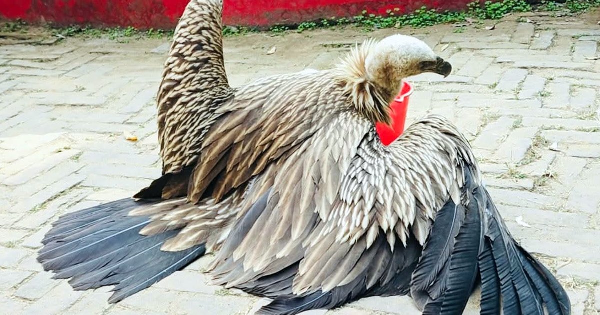 খাগড়াছড়িতে বিরল প্রজাতির ‘হিমালয়ান গৃধিনী’ শকুন উদ্ধার