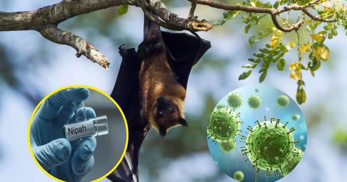 পশ্চিমবঙ্গে নিপাহ ভাইরাসের প্রাদুর্ভাব, সতর্কতা জারি