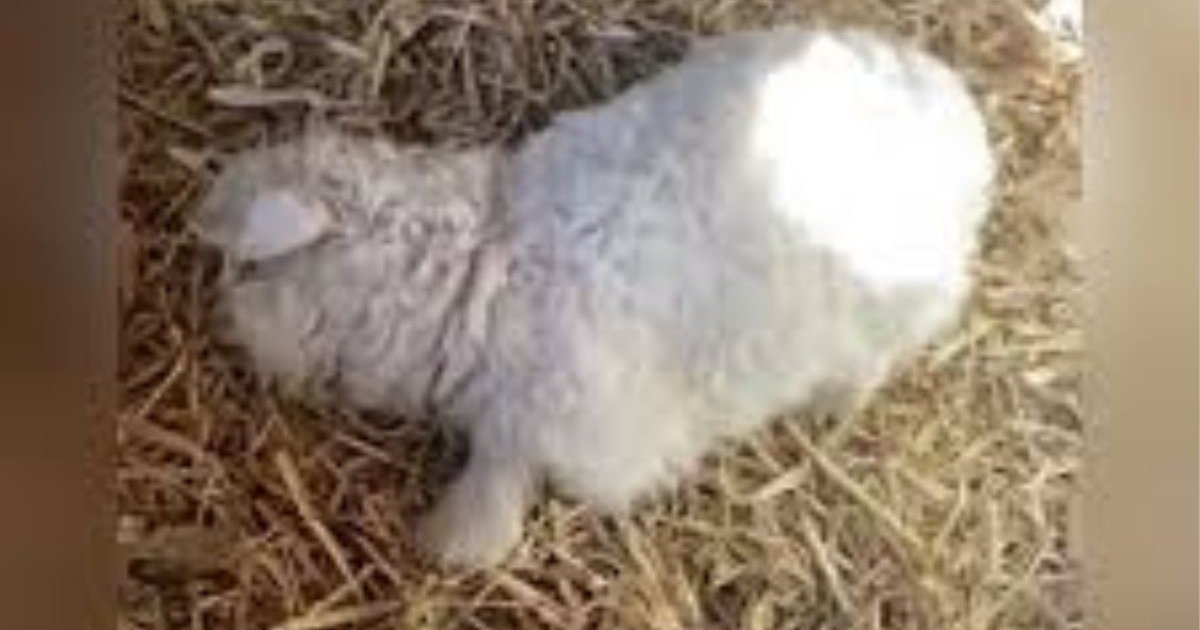 চীনে ‘মরার অভিনয়’ করা ভেড়ার দাম উঠলো ২৩ লাখ টাকা