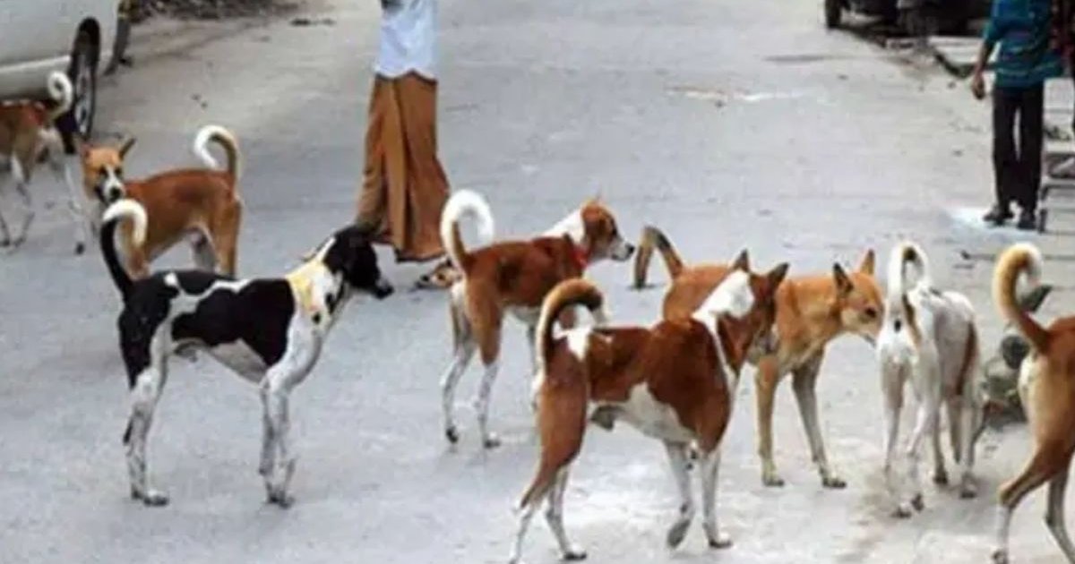 মতলবে পাগলা কুকুরের কামড়ে আহত ১৮, অধিকাংশই শিশু 