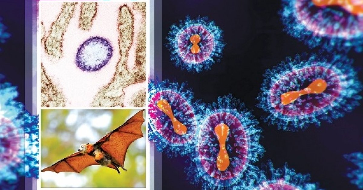 নিপাহ ভাইরাস: অবহেলার মূল্য প্রাণ