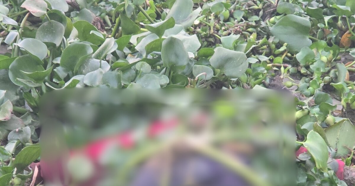 মেঘনা নদীতে মিললো নারীর মরদেহ