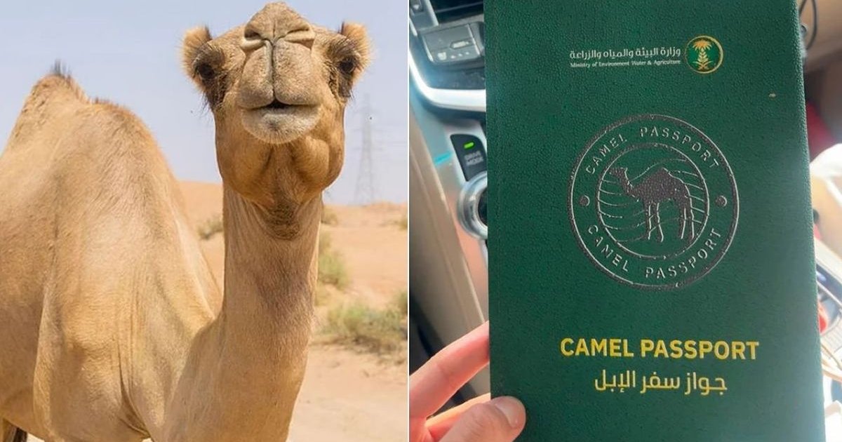 উটের জন্য পাসপোর্ট চালু করছে সৌদি আরব!