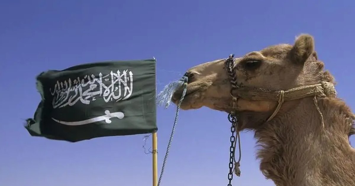 সৌদি কেন লাখ লাখ উটকে পাসপোর্ট দিচ্ছে? 