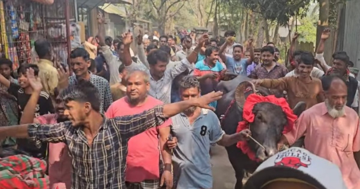 ধানের শীষ জয়ী হওয়ায় বাজির মহিষ জিতে বাধ ভাঙা উল্লাস 