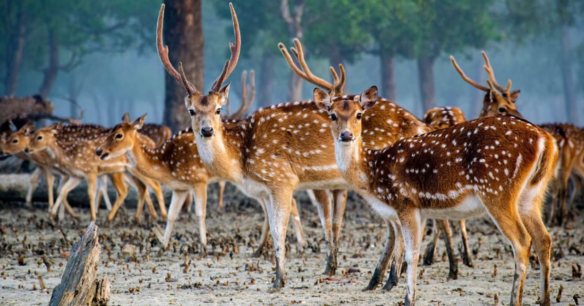 আজ সুন্দরবন দিবস 