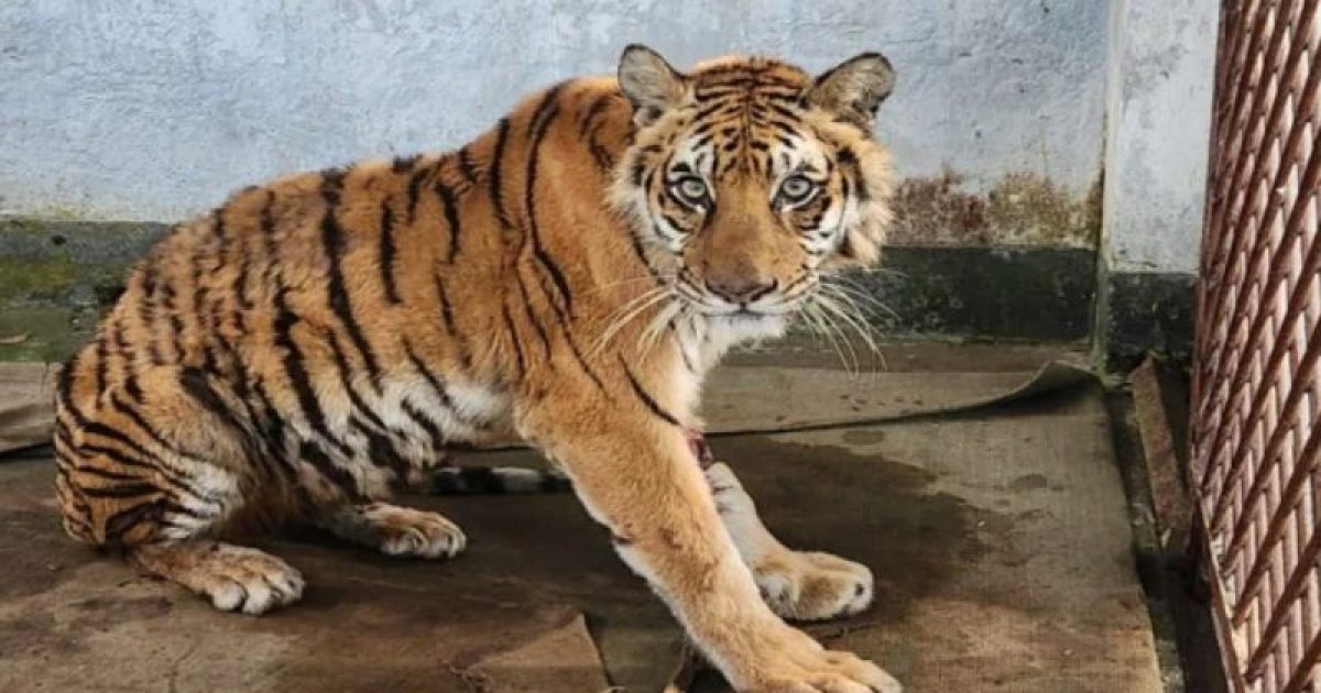 অবমুক্তির অপেক্ষায় সুস্থ হয়ে ওঠা সুন্দরবনের বাঘিনী