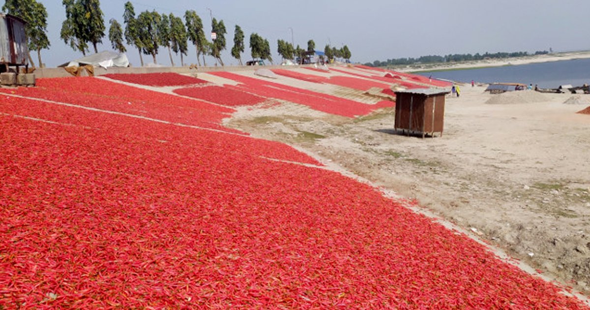 যমুনা চরের পলিমাটিতে ফলছে লাল সোনা, দামে খুশি চাষীরা 