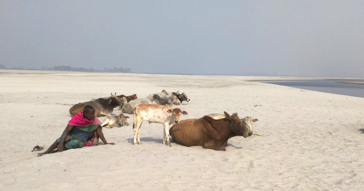 গাইবান্ধার চরাঞ্চলে গবাদিপশুর খাদ্য সংকট: রাখালদের দৈনিক ১৮ কিলোমিটার হাঁটার লড়াই