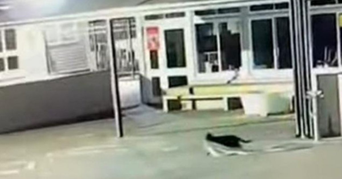 জুতা–তোয়ালে–অন্তর্বাস গায়েব, ধরা পড়ল ‘বিড়াল চোর’