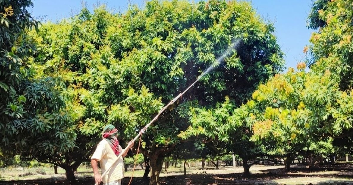 লিচুর রাজ্যে গাছে গাছে মুকুলের সমারোহ