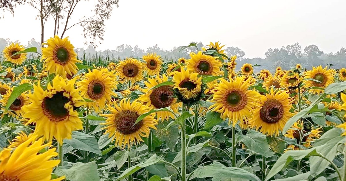 সিরাজগঞ্জের পতিত জমিতে নতুন সম্ভাবনা