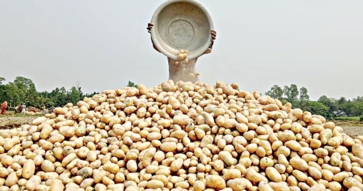 কষ্টে ফলানো আলু নিয়ে রাজশাহীতে বিপাকে কৃষক