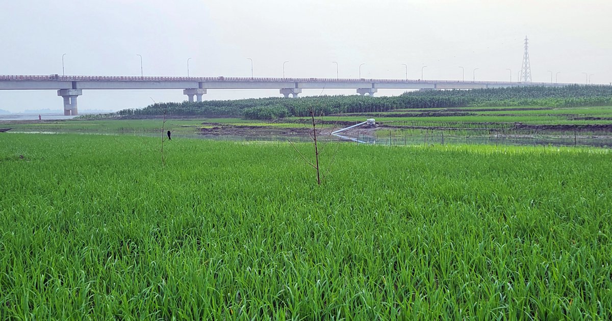 ধরলা-বারোমাসিয়া নদীর বুকে সবুজের সমারোহ