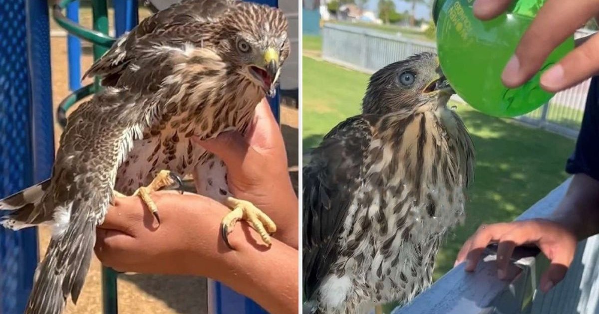 বাজপাখিকে মদ্যপান করানোয় ব্যক্তির ৪৫ দিনের কারাদণ্ড