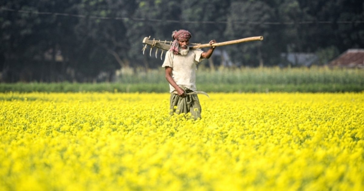 সরিষা উৎপাদনে দেশের শীর্ষে সিরাজগঞ্জ