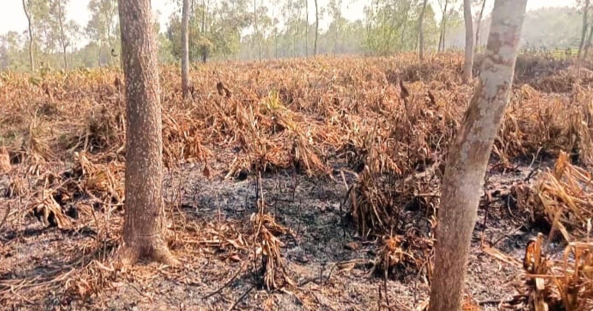 মধুপুরে গাছ নিধনের পর বনে আগুন,৭৫ একর ভূমি জবরদখলের পাঁয়তারা
