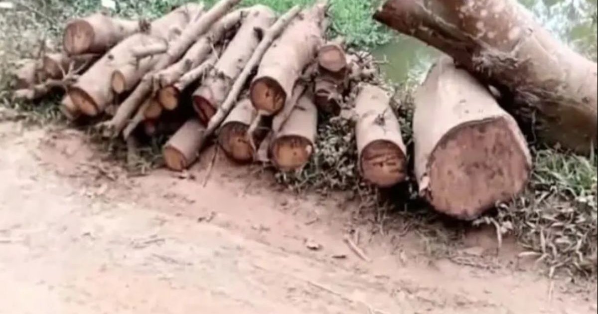 সরকারি রাস্তার গাছ কাটার অভিযোগ জামায়াত নেতার বিরুদ্ধে