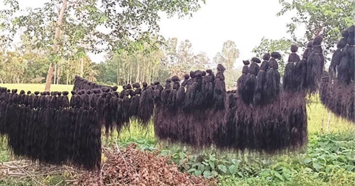 তানোরে নারীর উচ্ছিষ্ট চুলে সপ্তাহে কোটি টাকার ব্যবসা