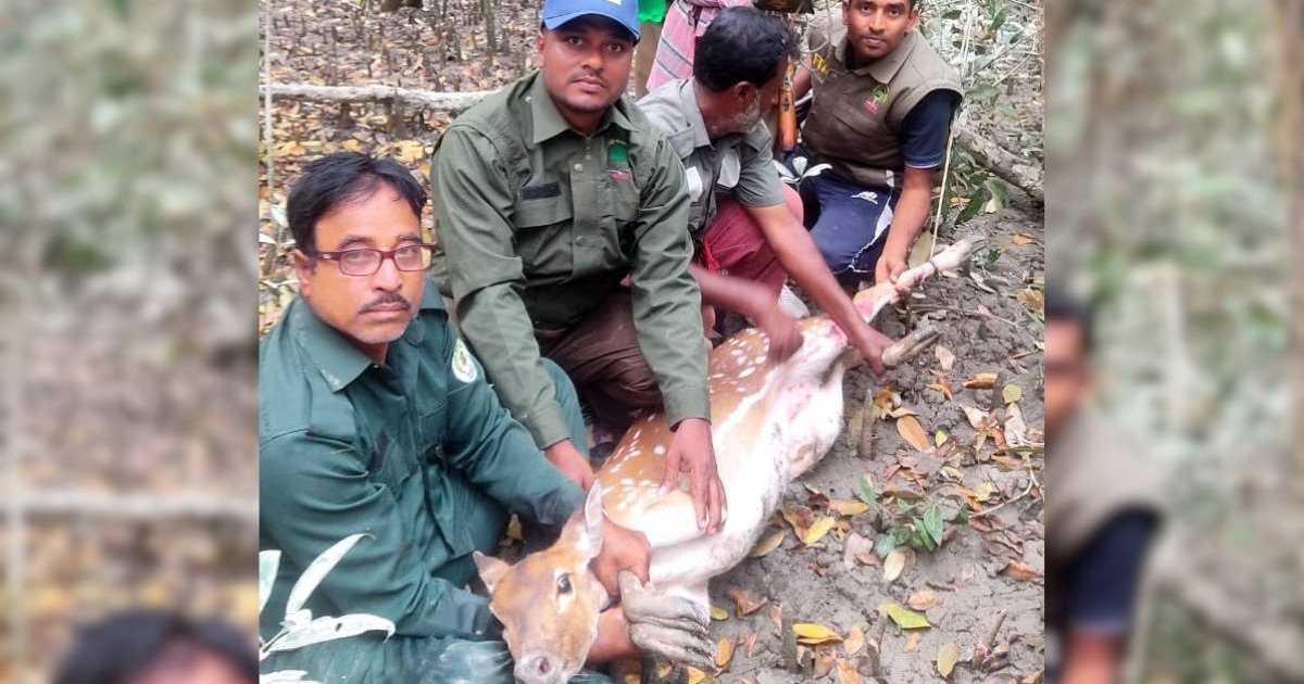শিকারির ফাঁদে আটকে ছটফট করছিল গর্ভবতী হরিণ, পরে উদ্ধার