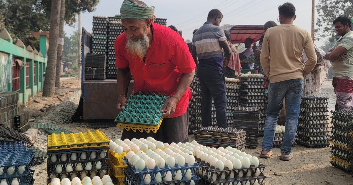 হাঁসের ডিমের দামে ধস, দিশেহারা খামারিরা