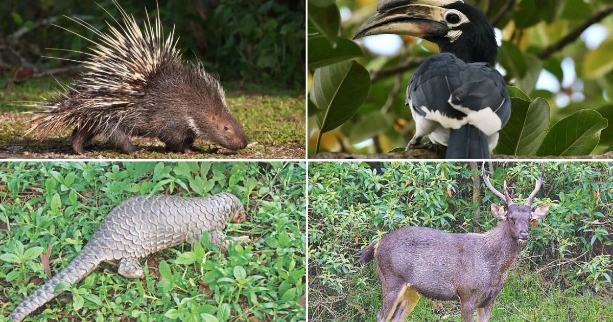 পাহাড়ে বন্যপ্রাণীর অস্তিত্ব বিপন্ন, বাড়ছে শিকার ও পাচার