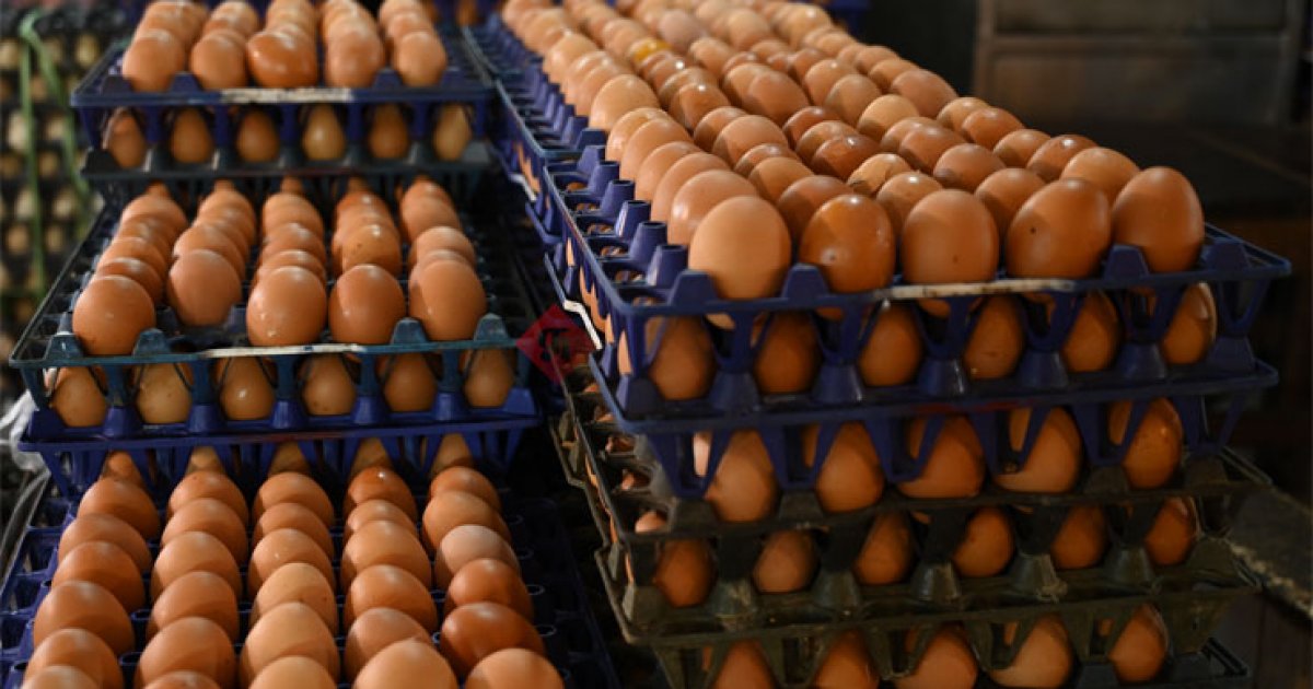 ডিমের নিলামে সরবরাহ ও চাহিদার বাস্তব চিত্র