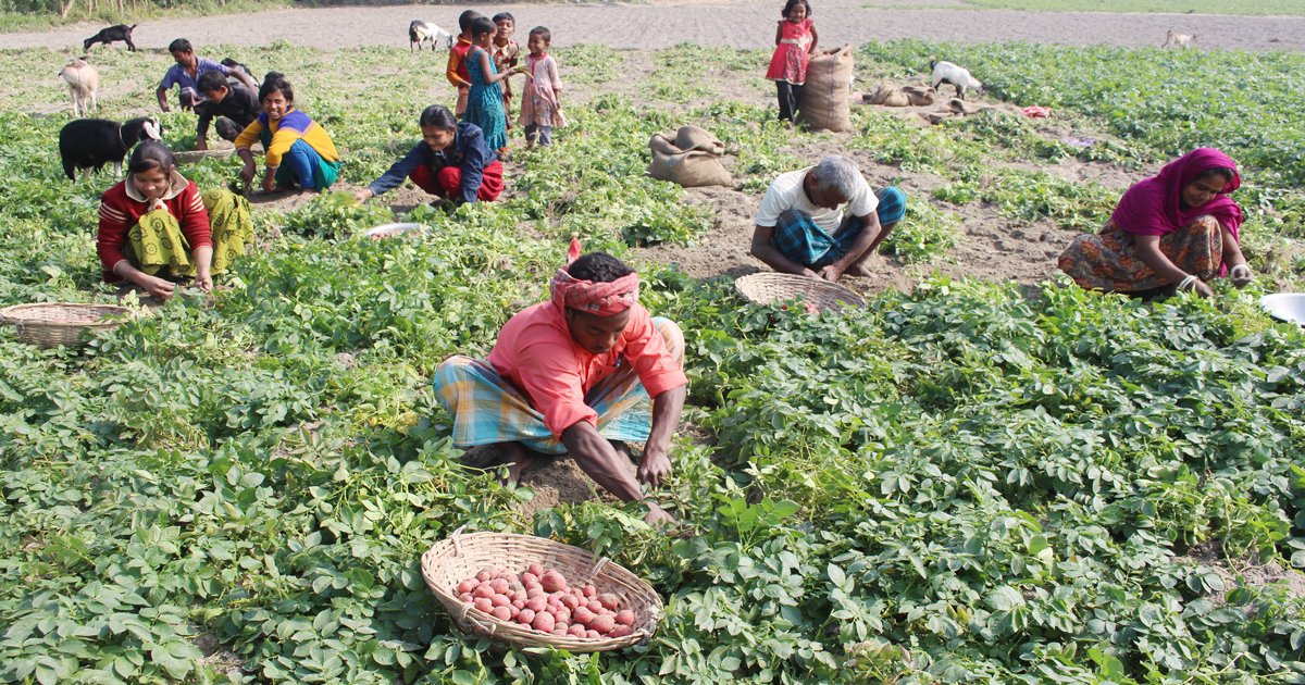এক কেজি আলুর দামে মেলে না এক কাপ চা