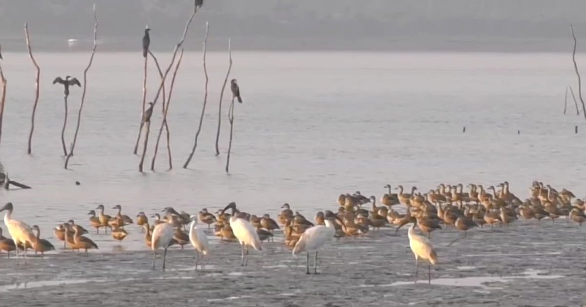 প্রকৃতির ডাকে ঝোপখালীতে অতিথি পাখির উৎসব