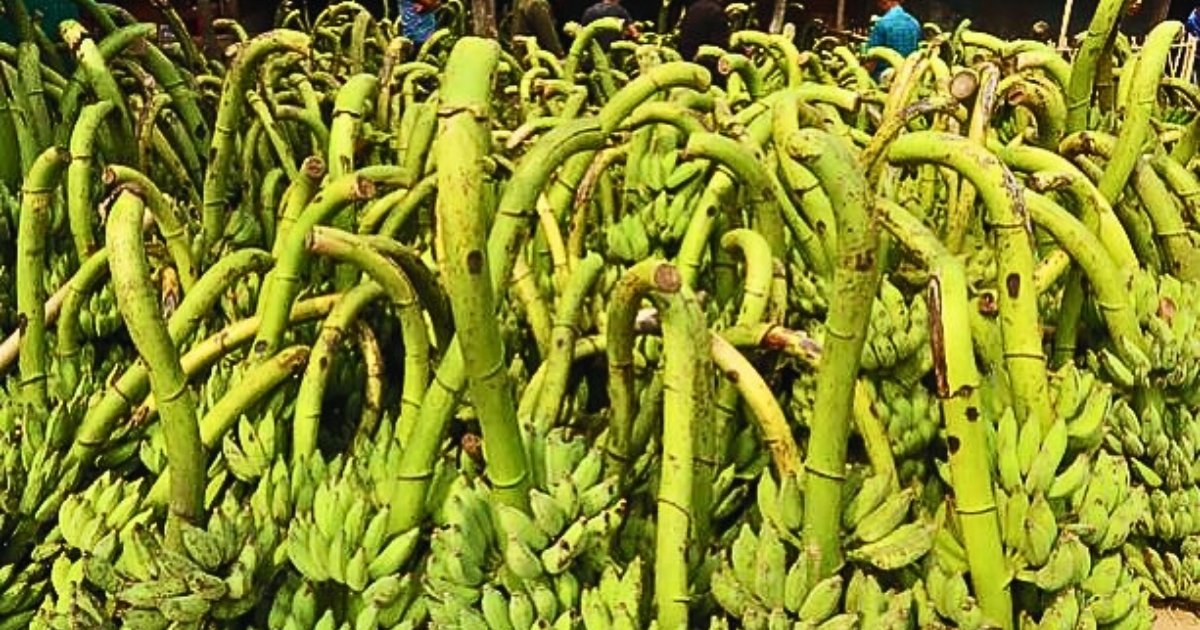 রাঙামাটিতে তিন হাজার কোটি টাকার কলার বাজার